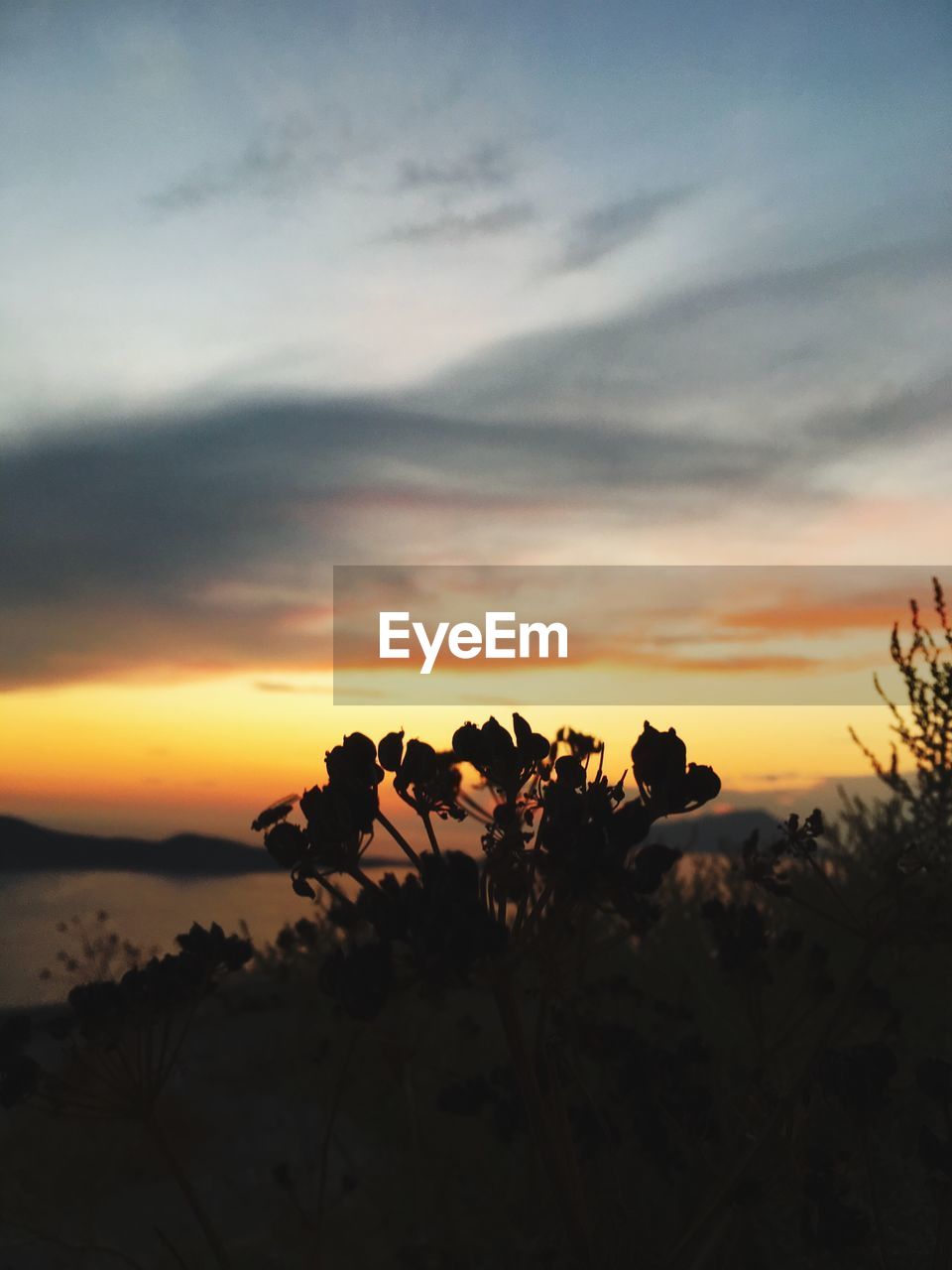 SILHOUETTE PLANTS ON LANDSCAPE AGAINST ORANGE SKY