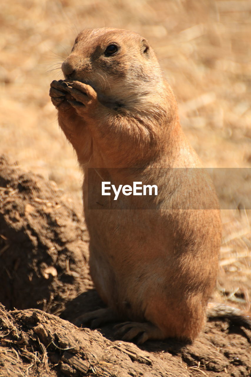 Black-tailed prairie dog