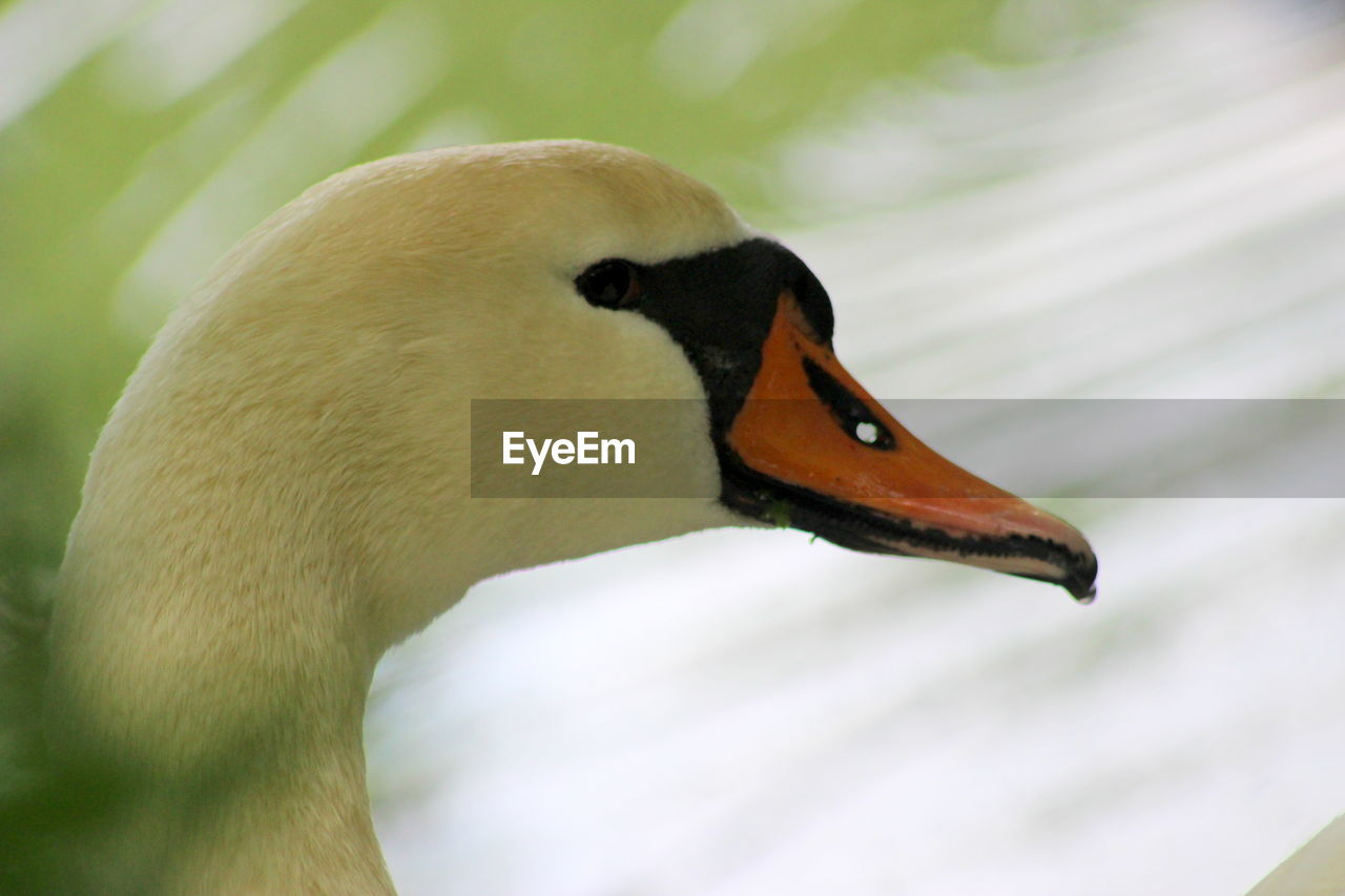 CLOSE-UP OF SWANS