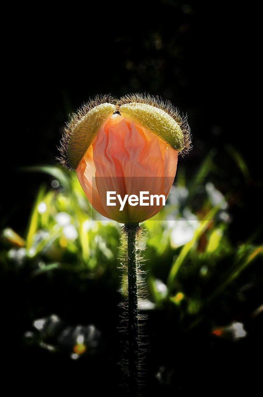 Close-up of flower blooming outdoors