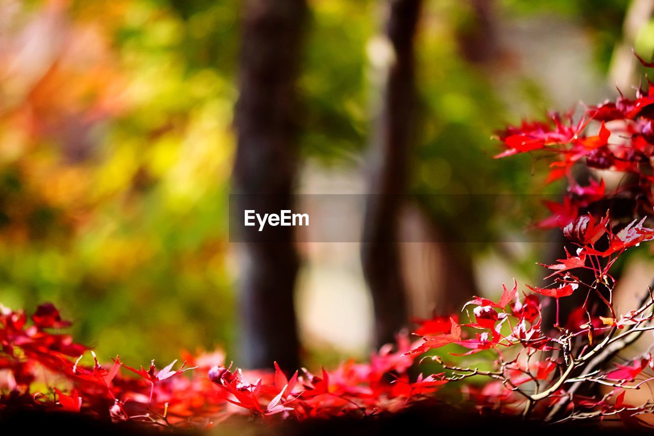 Close-up of autumn tree branch