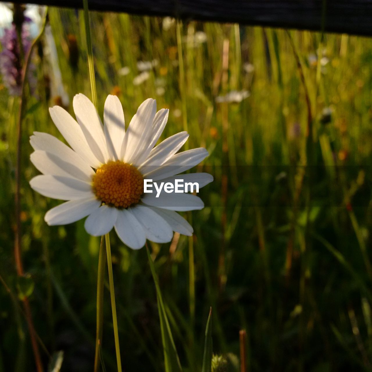 CLOSE-UP OF WHITE DAISY FLOWERS