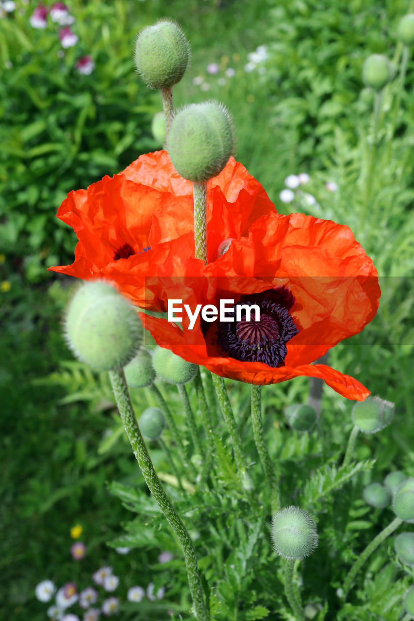 plant, poppy, flower, flowering plant, growth, beauty in nature, freshness, nature, close-up, fragility, flower head, petal, no people, inflorescence, wildflower, green, day, red, focus on foreground, outdoors, meadow, orange color, botany