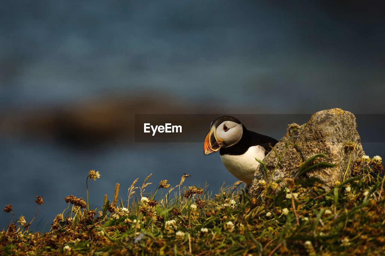 Close-up of puffin perching on rock