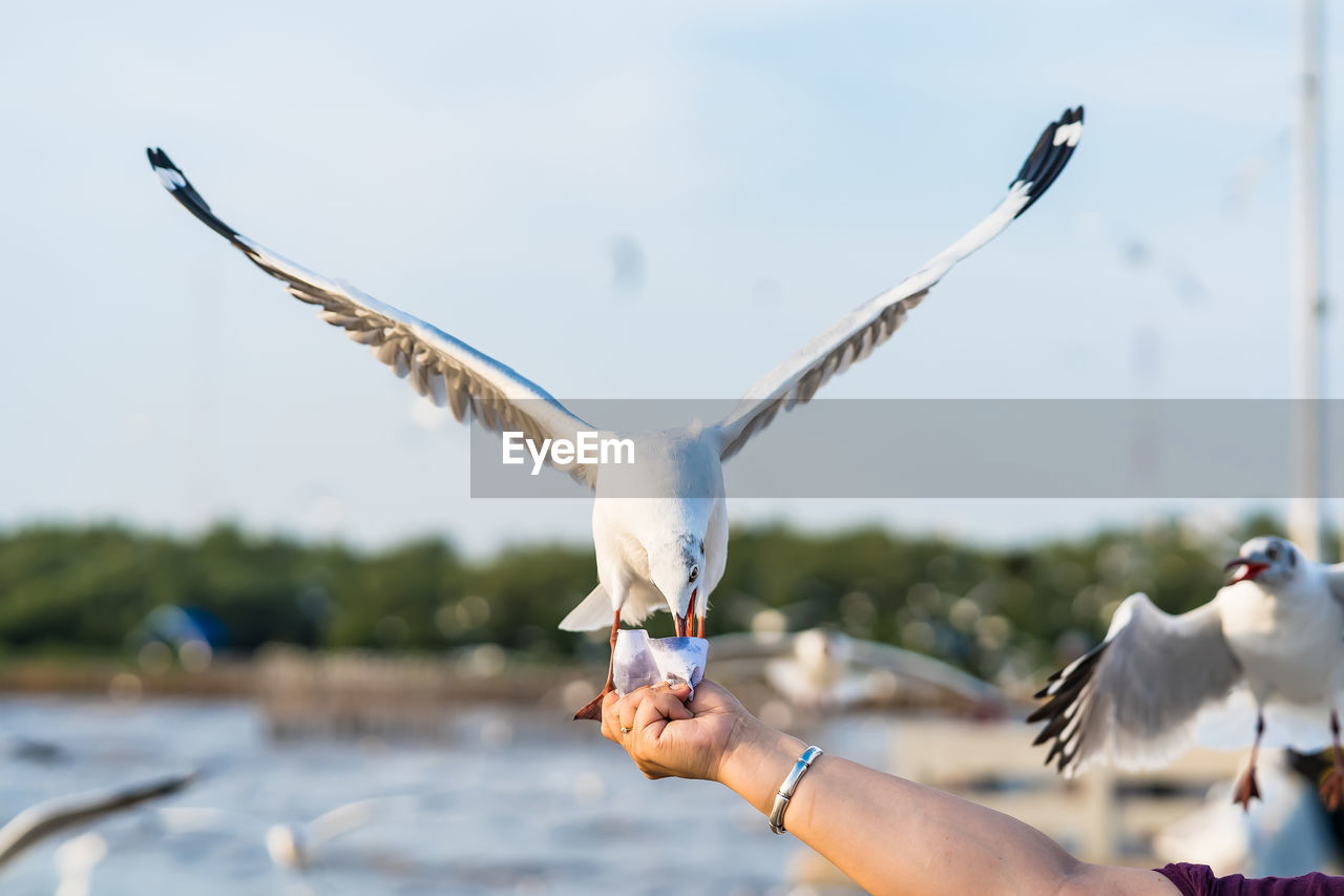 bird, animal, animal themes, animal wildlife, wildlife, flying, spread wings, group of animals, seabird, gull, hand, animal body part, nature, water, seagull, day, focus on foreground, animal wing, outdoors, sky, beak, two animals