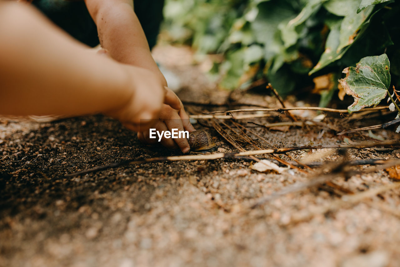 Close-up of hand holding leaves on field