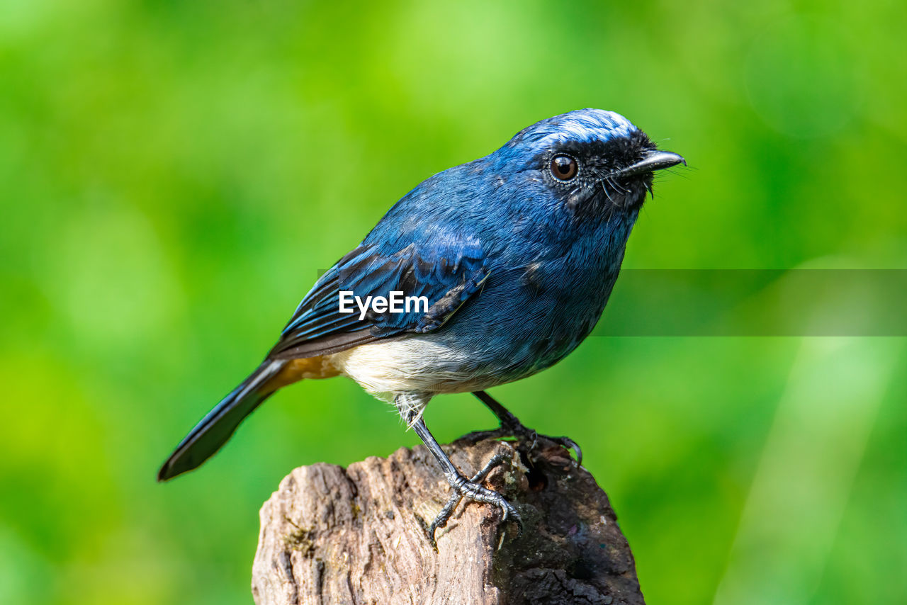 CLOSE-UP OF BLUE BIRD PERCHING ON WOODEN POST