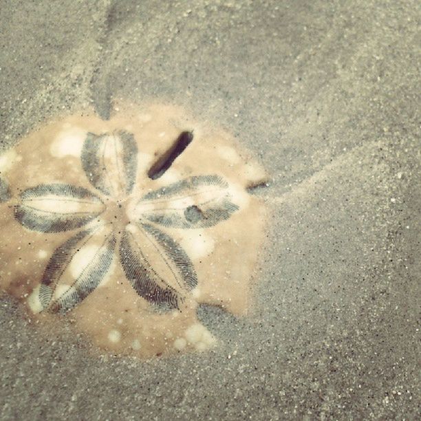 starfish, beach, sand, high angle view, no people, day, close-up, one animal, sea life, outdoors, animal themes, nature
