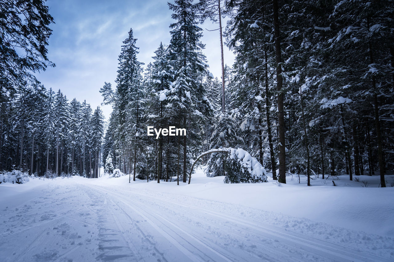 Snow covered road amidst trees against sky during winter