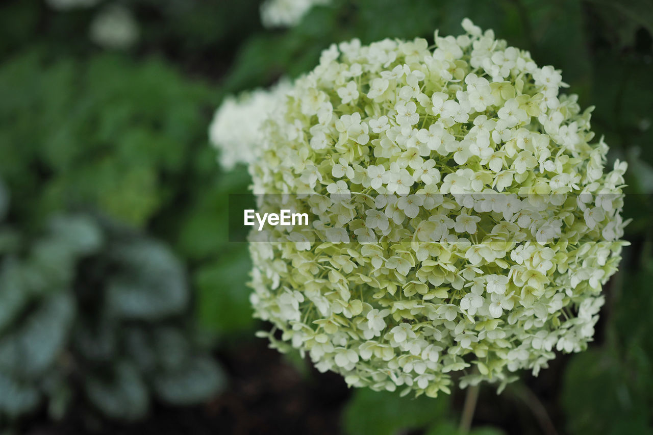 CLOSE-UP OF FRESH WHITE HYDRANGEA PLANT