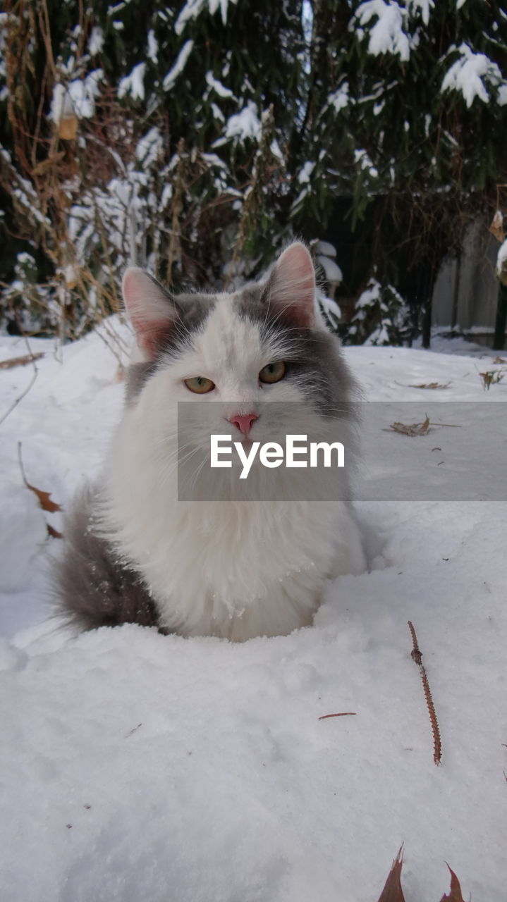Portrait of white cat sitting on snow