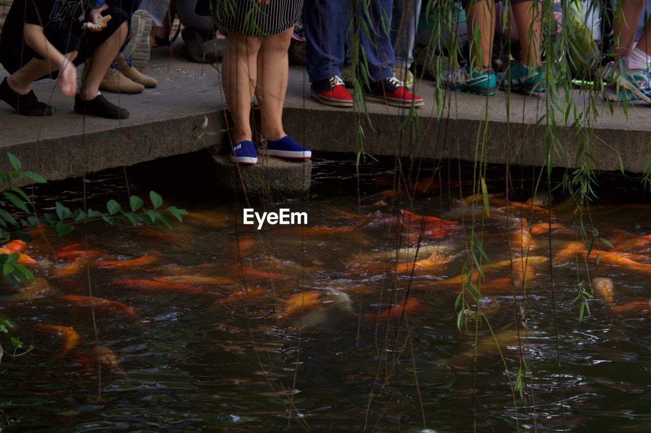 Low section of people standing by koi carps swimming in pond