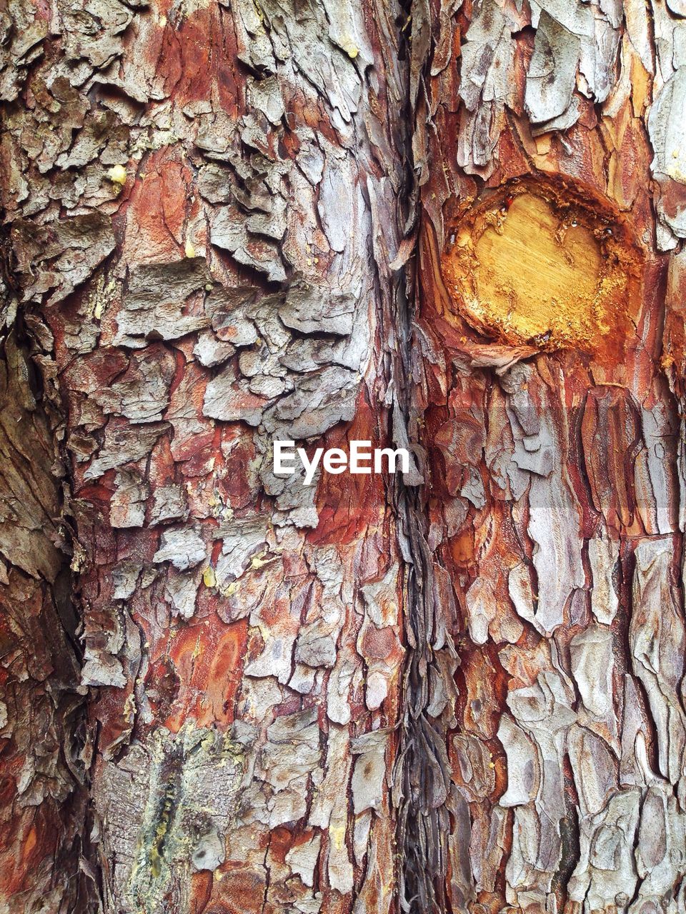 Full frame shot of tree trunk