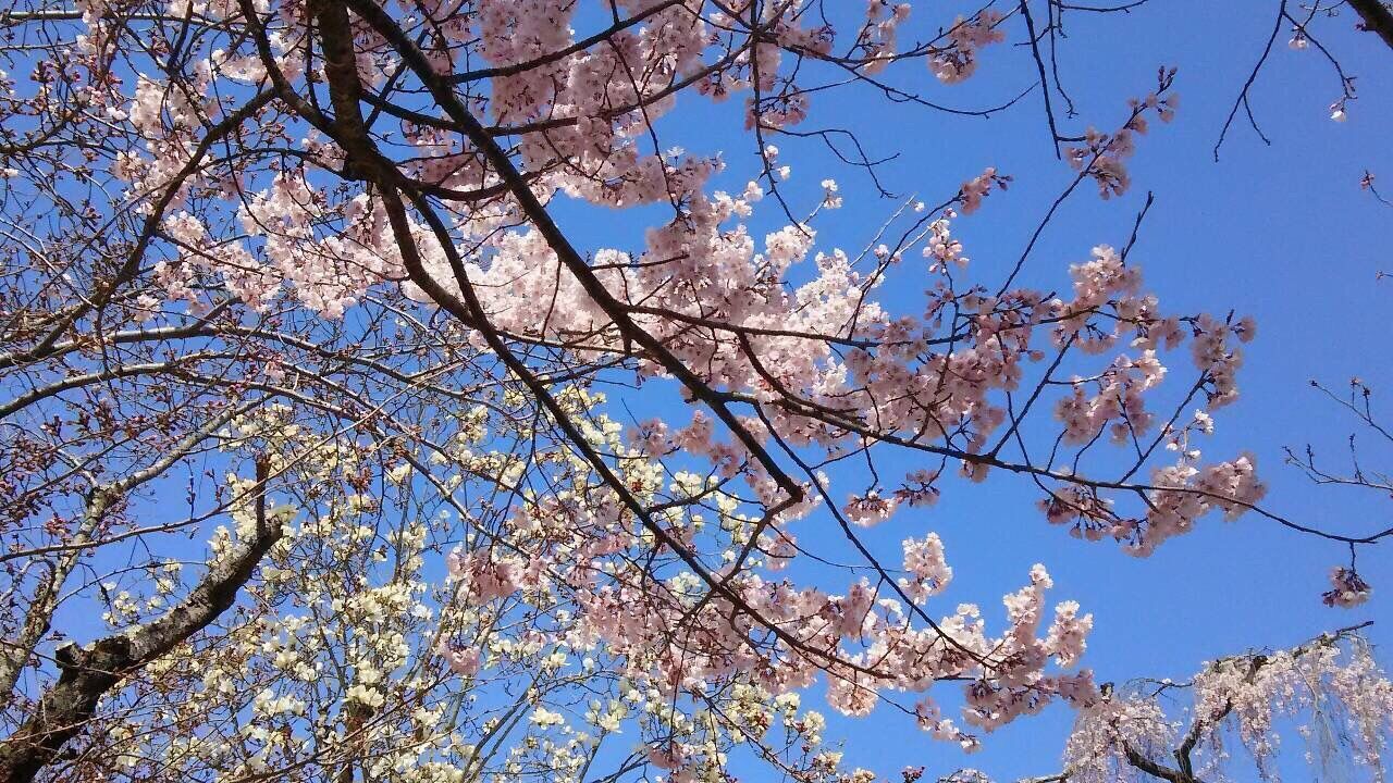 LOW ANGLE VIEW OF TREES AGAINST BLUE SKY