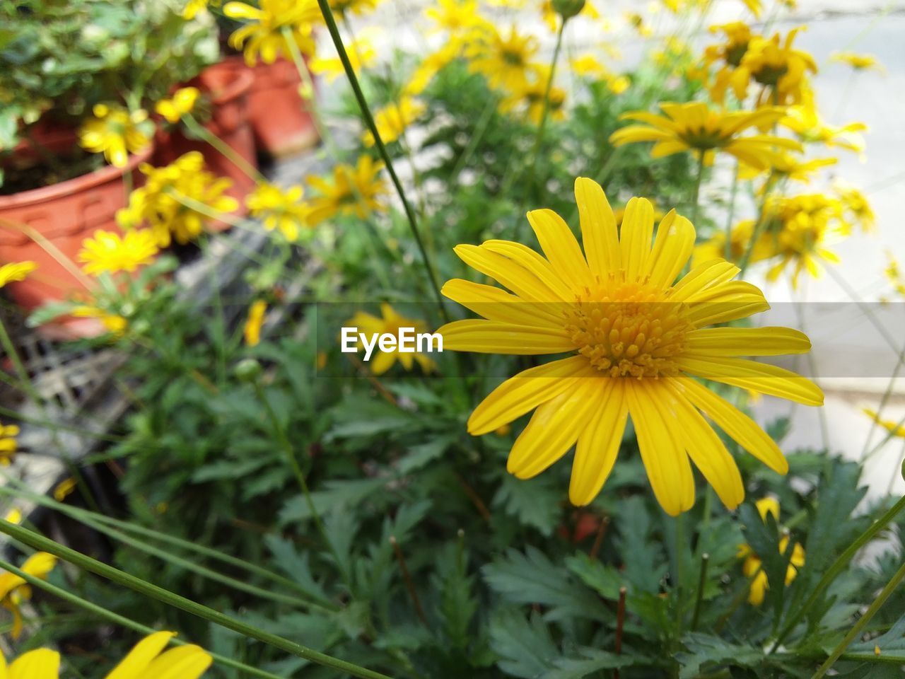 CLOSE-UP OF YELLOW FLOWERS BLOOMING IN BLOOM