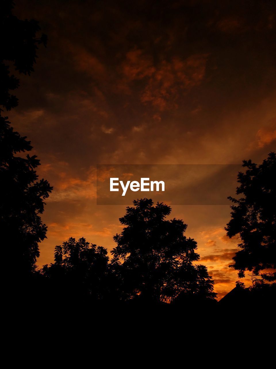 SILHOUETTE TREES AGAINST DRAMATIC SKY DURING SUNSET