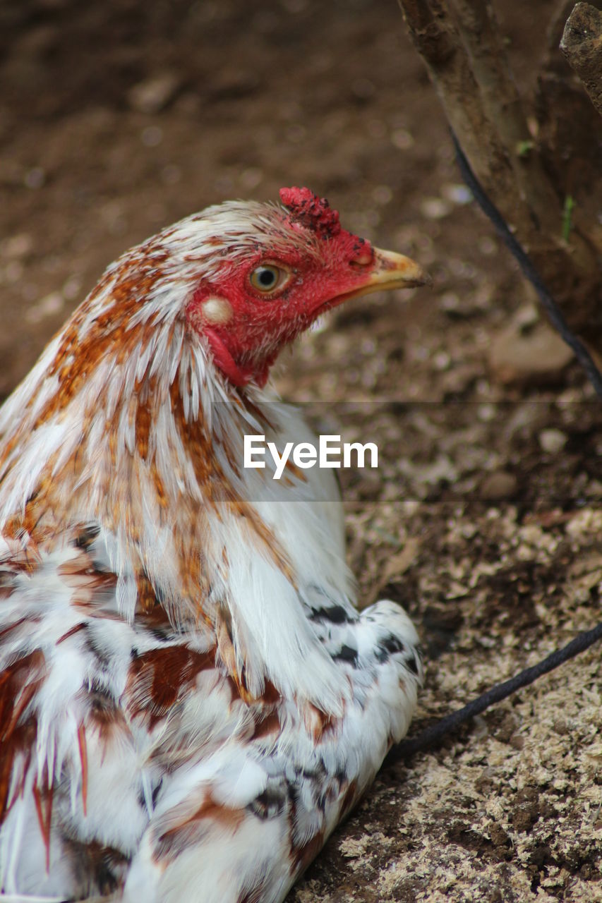 Close-up of rooster