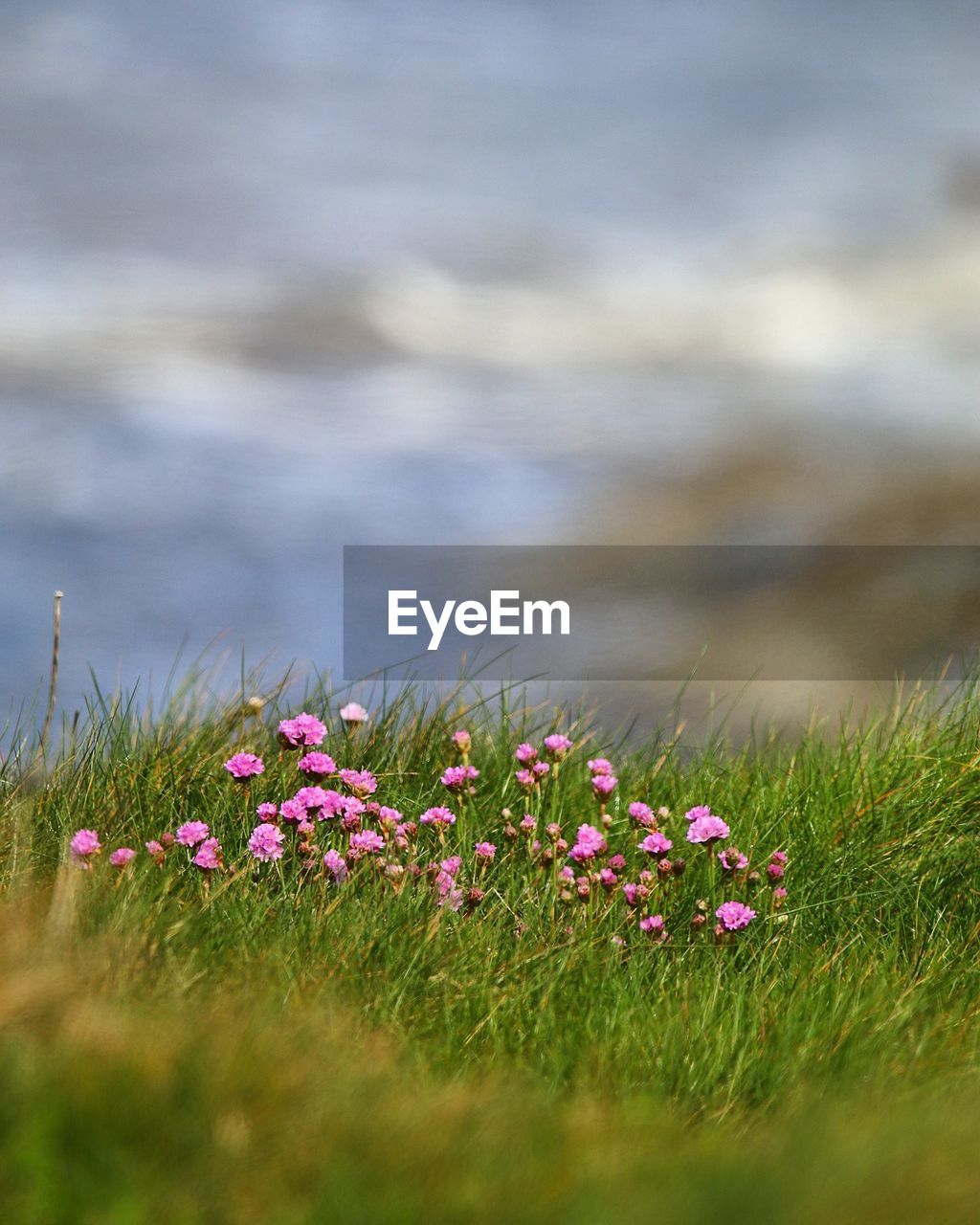 CLOSE-UP OF PINK FLOWERING PLANTS IN FIELD