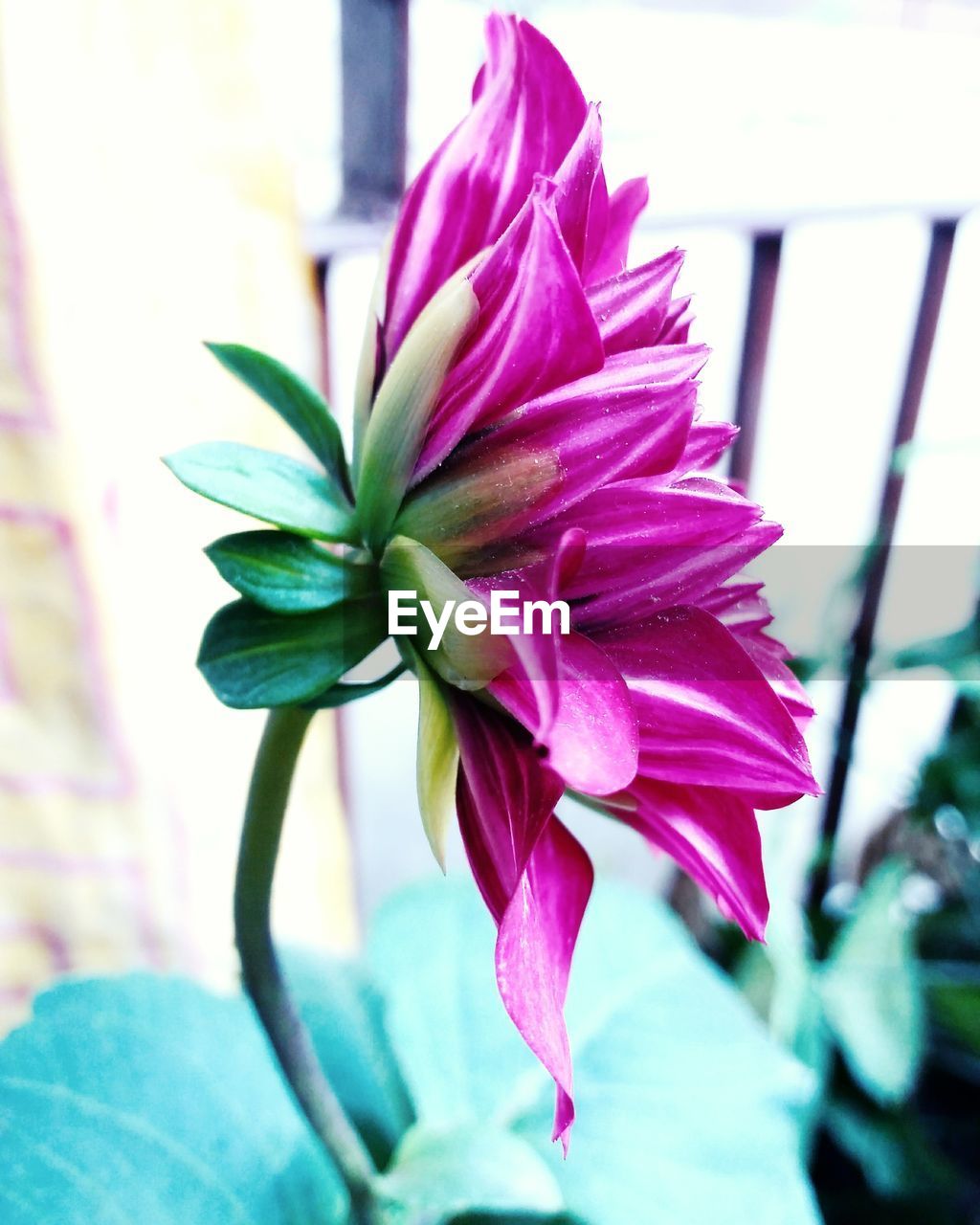 CLOSE-UP OF FLOWER PLANT