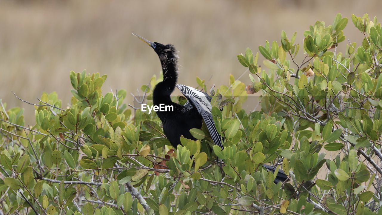 Bird perching on a plant