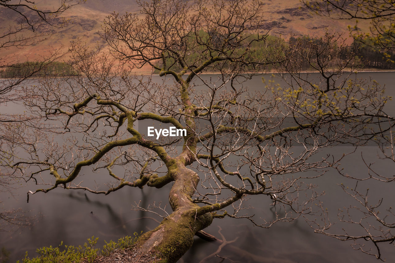 Bare tree fallen in river