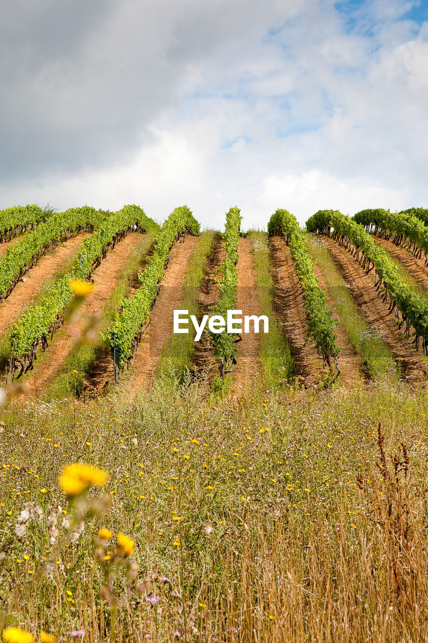 Vineyard in burgundy, france 