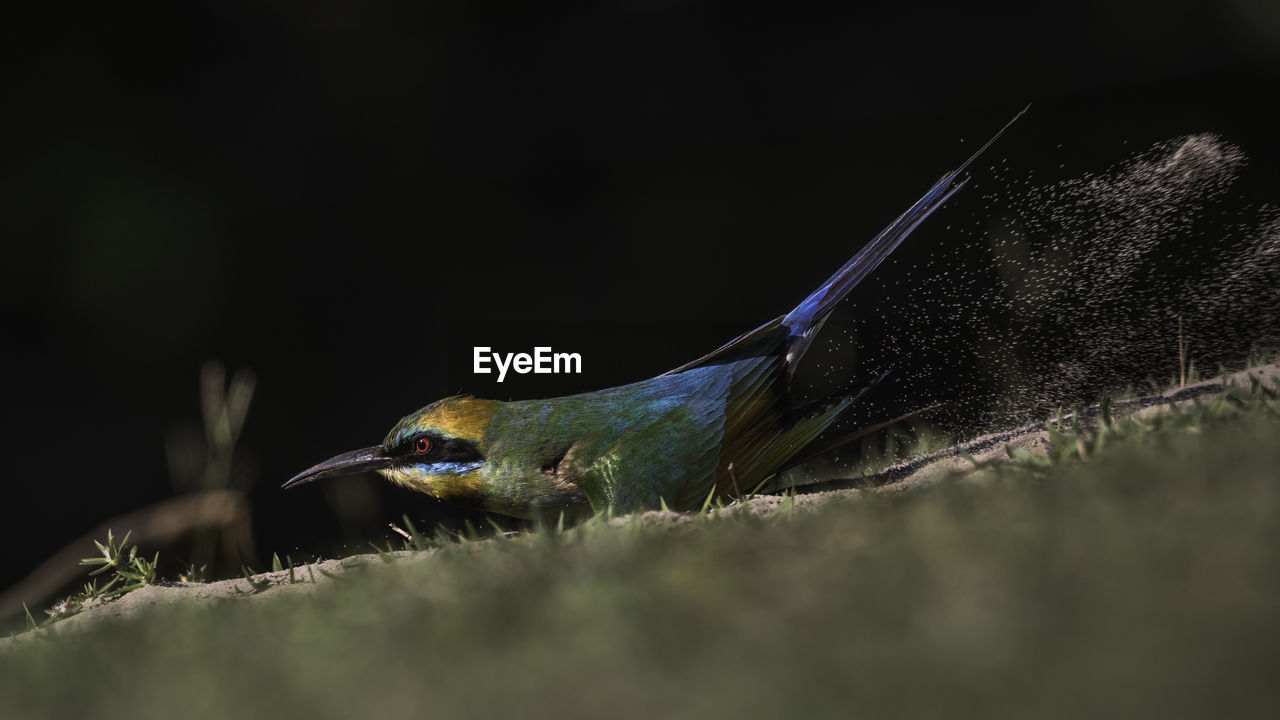 CLOSE-UP OF A BIRD