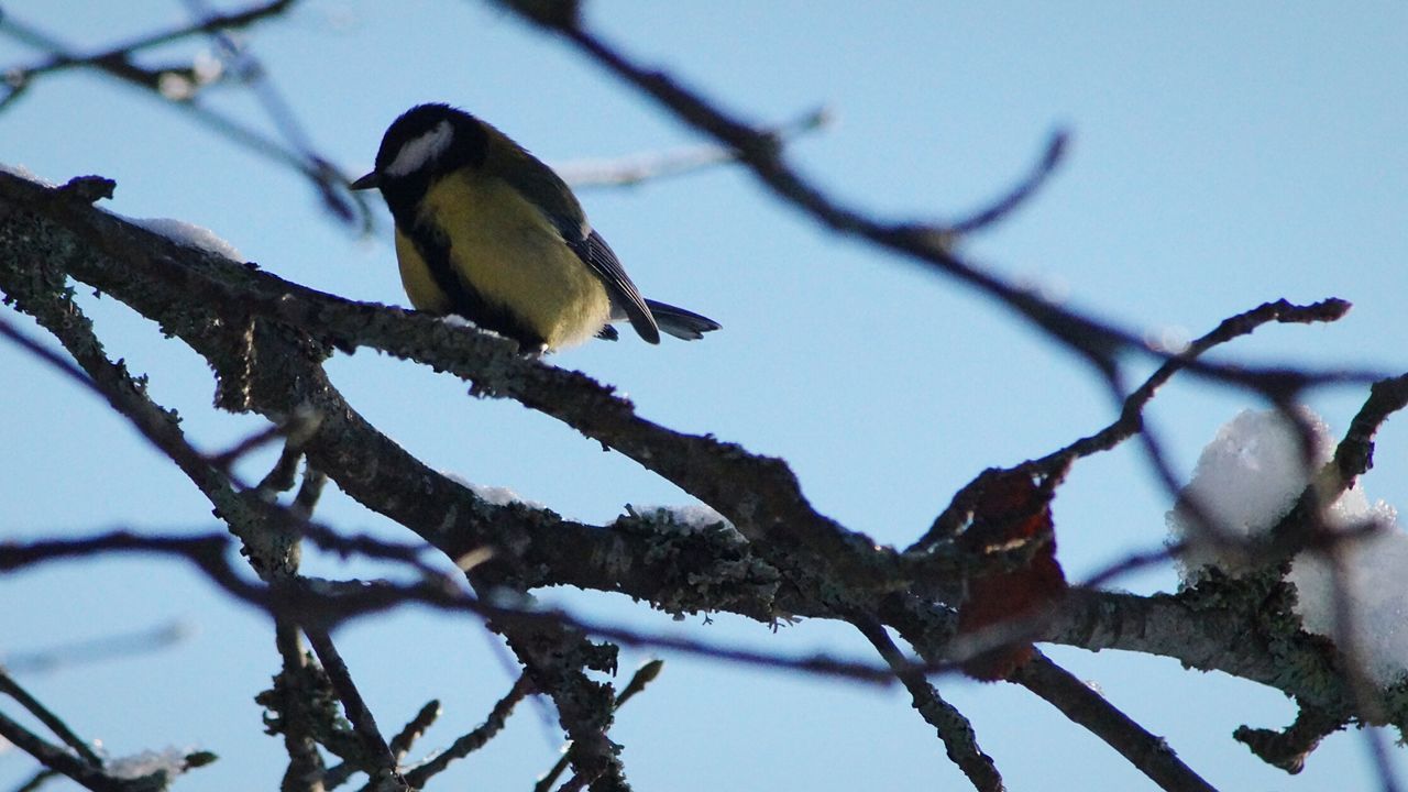Low angle view of bird perching on branch during winter