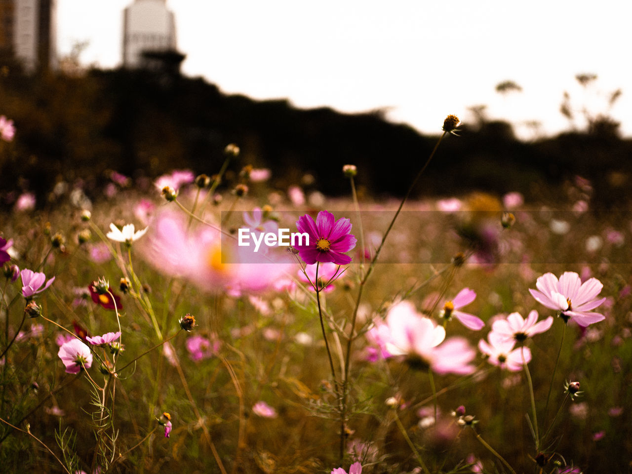 Close-up of pink flowering plants on field