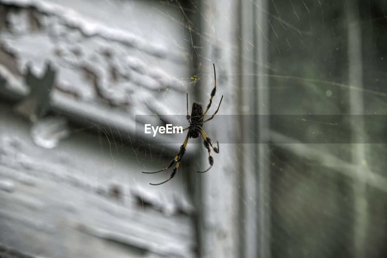 SPIDER ON WEB