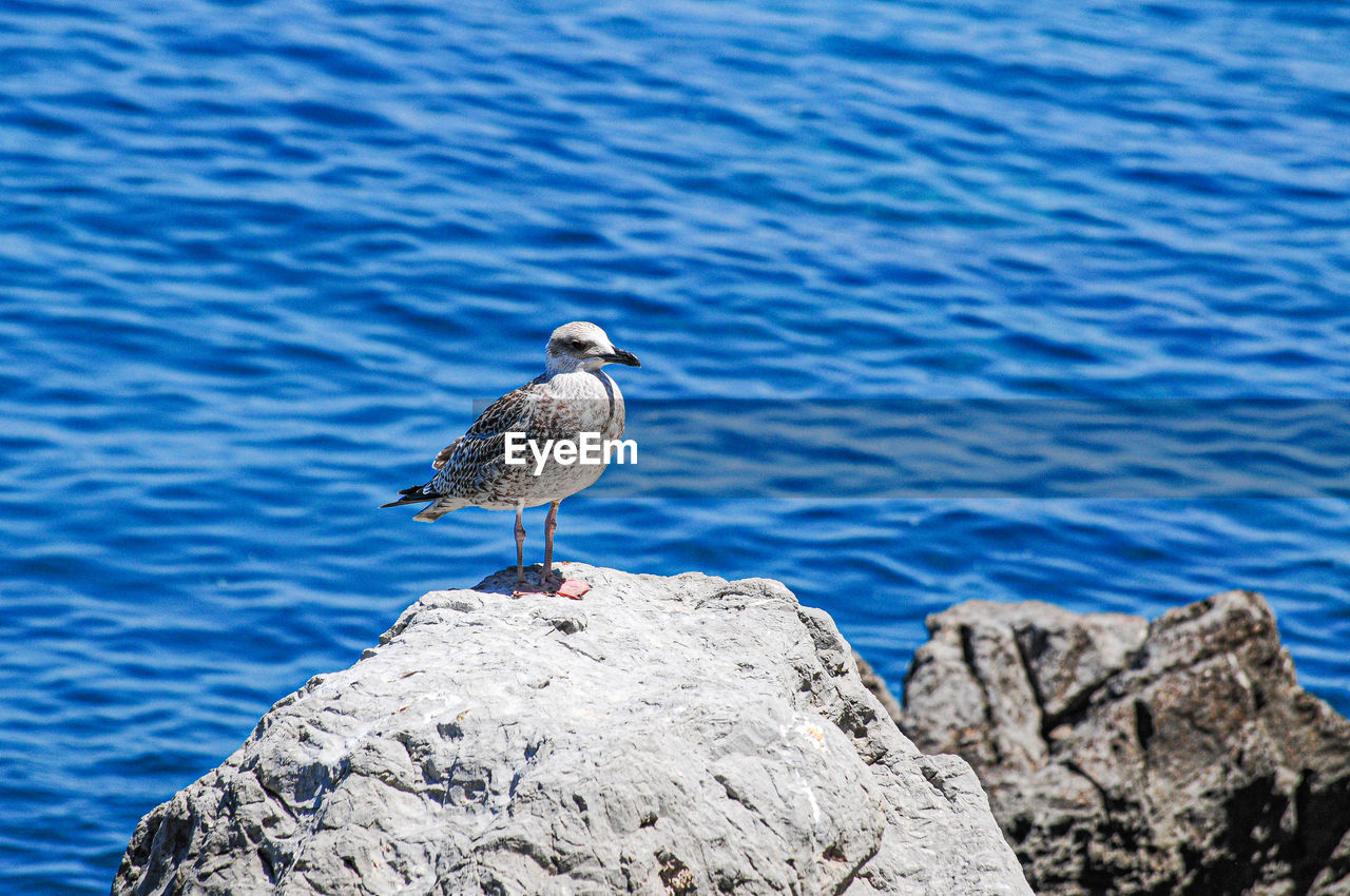 Seagull perching on rock by sea