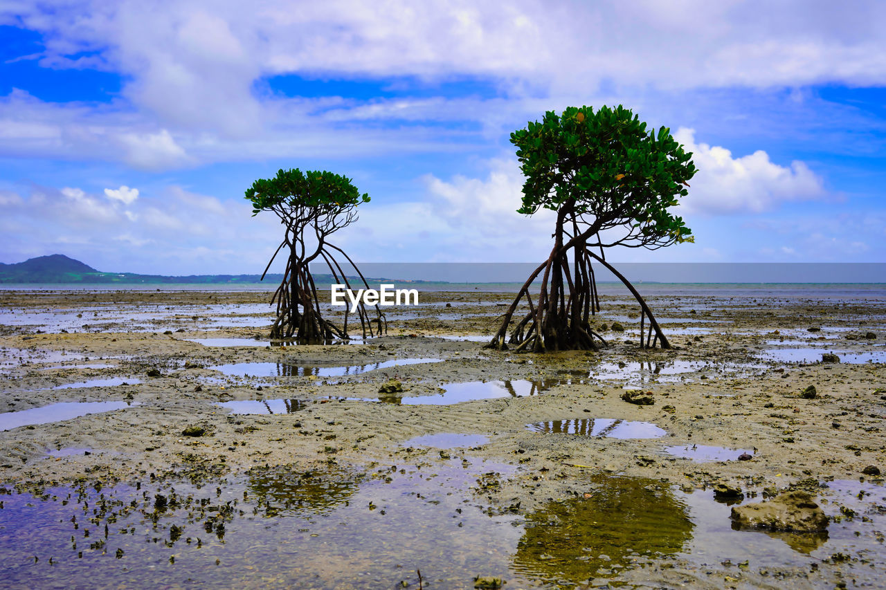 TREES ON BEACH AGAINST SKY