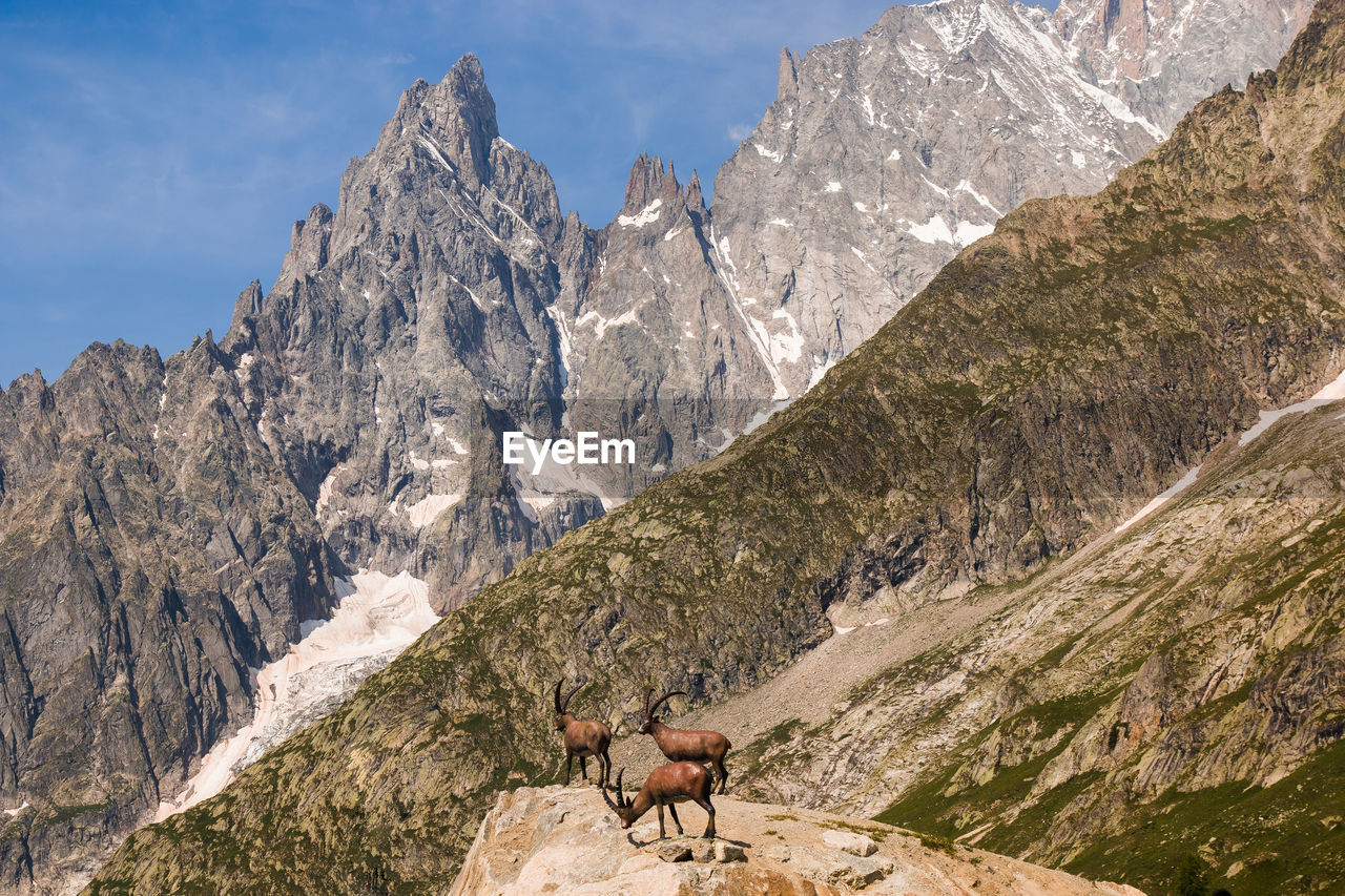 Portrait of three alpine ibex capra ibex on the mont blanc monte bianco background, italy