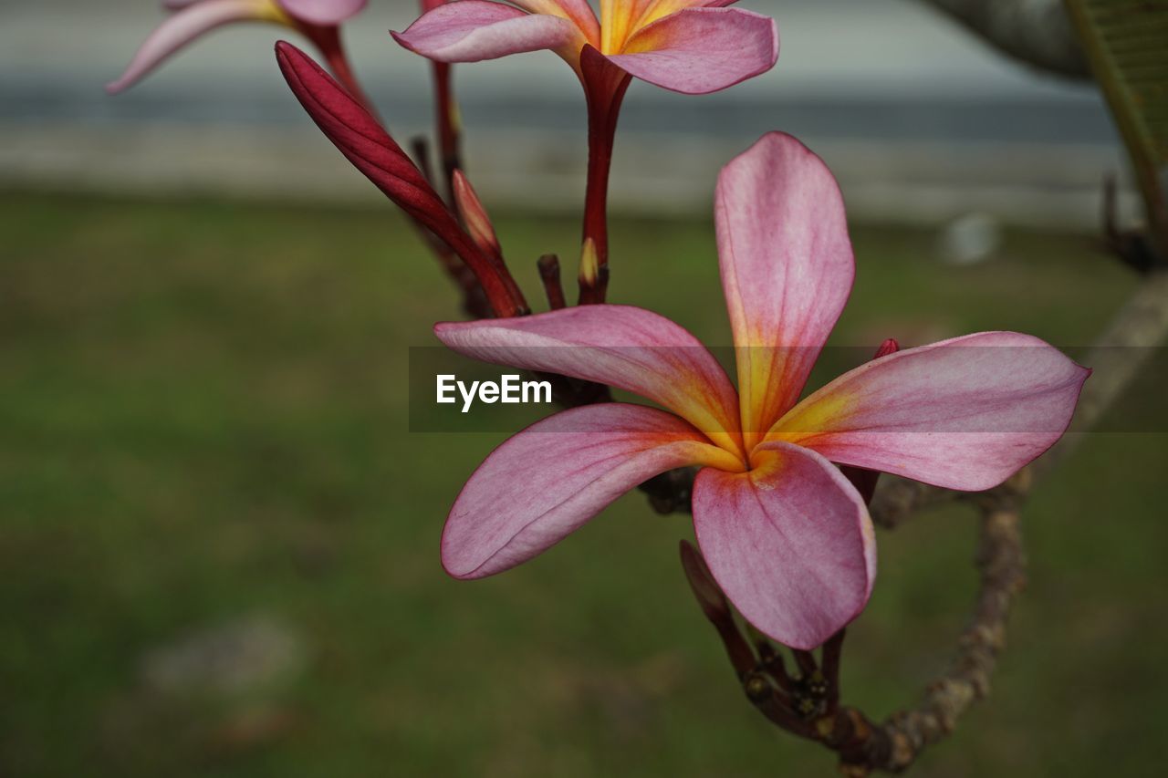 Close-up of pink lily growing on plant