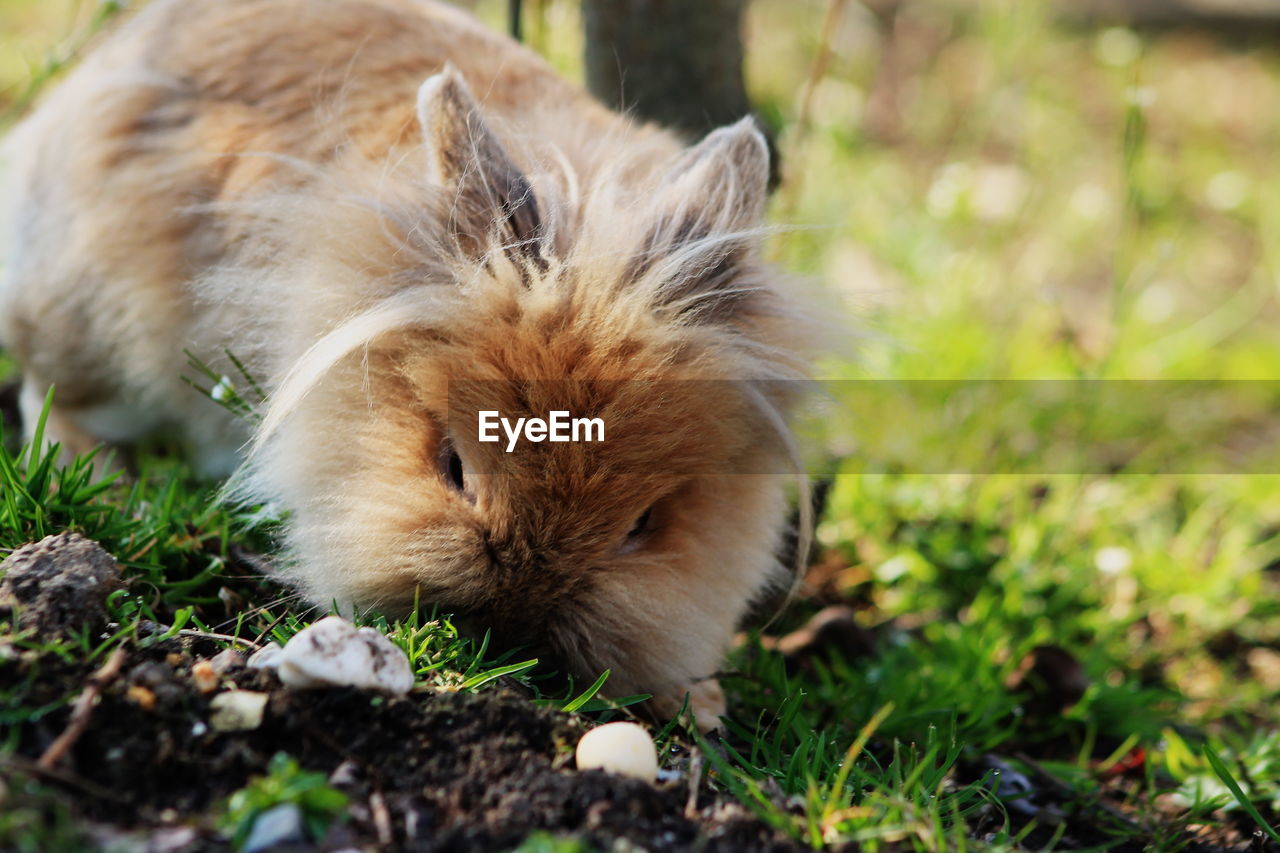 Close-up of rabbit resting on field