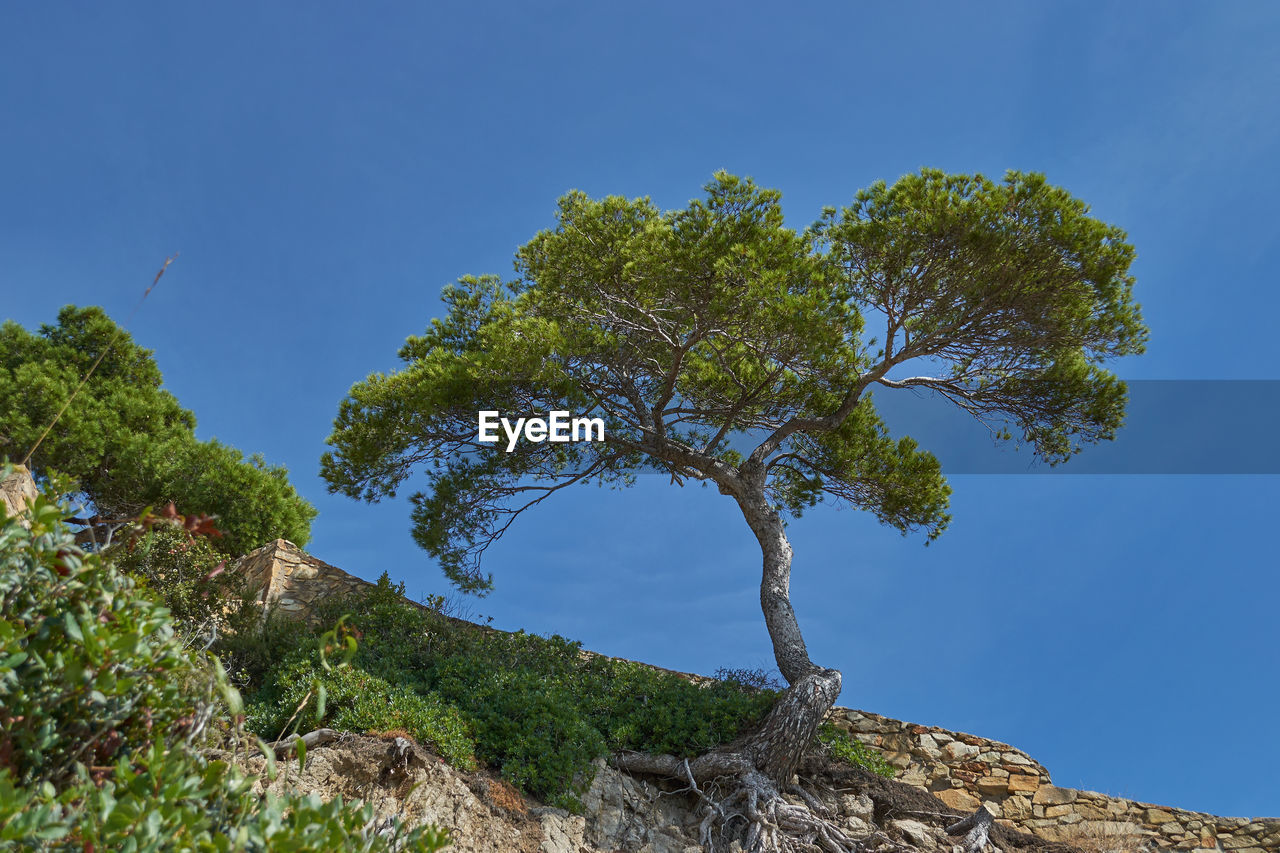 Low angle view of tree against sky