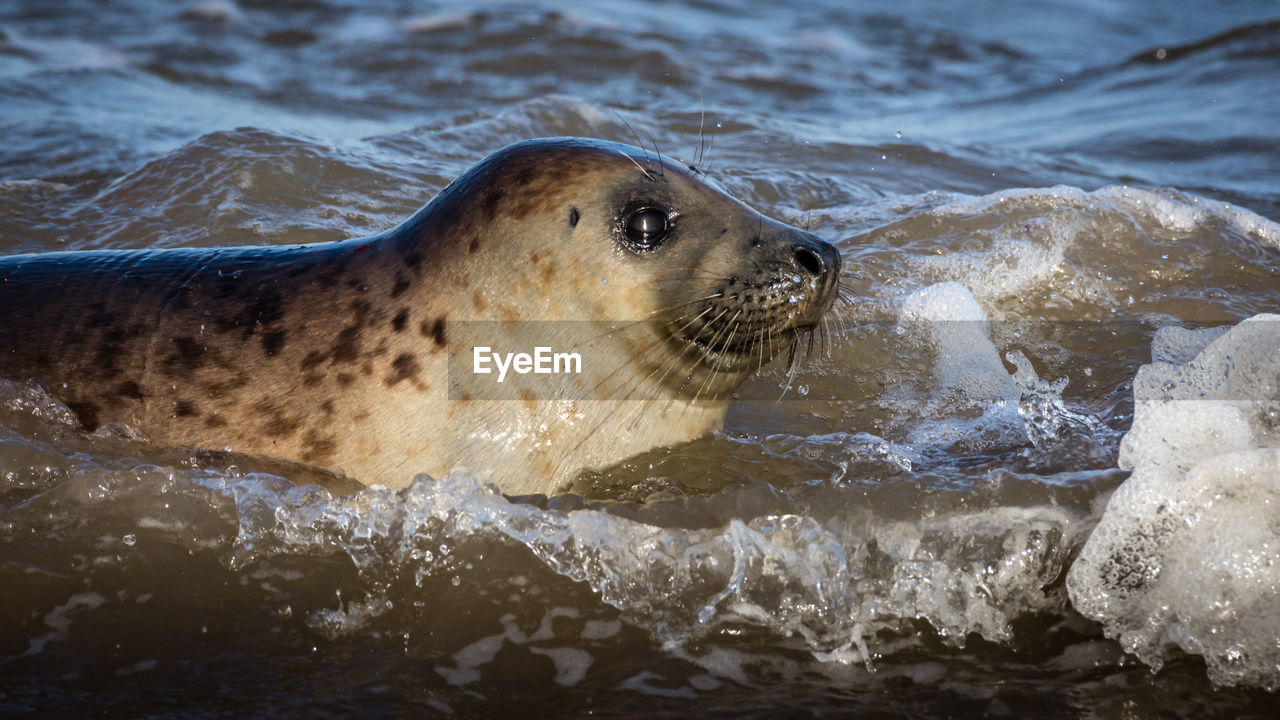 HIGH ANGLE VIEW OF SEA LION SWIMMING