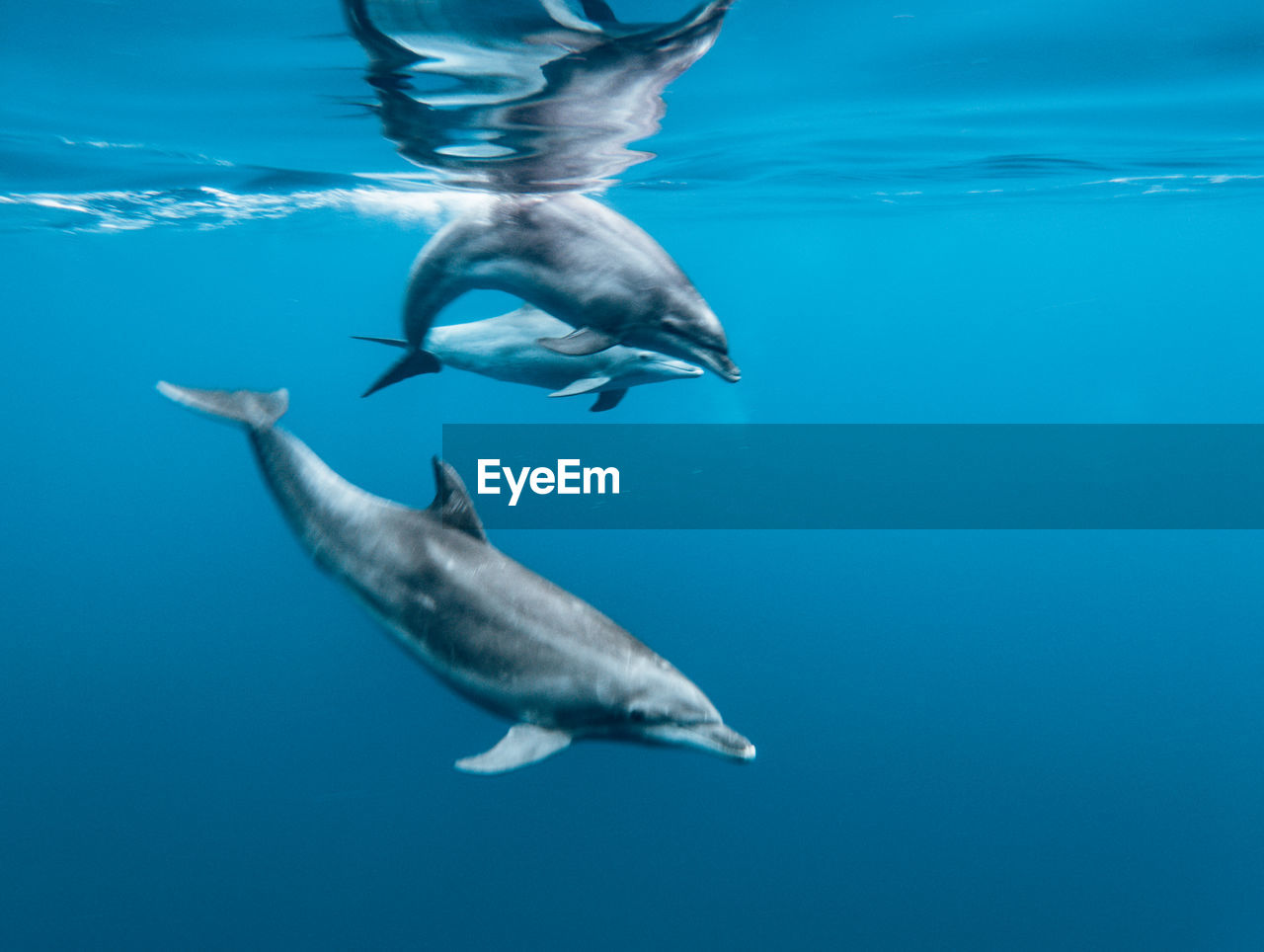 Close-up of fish swimming in sea