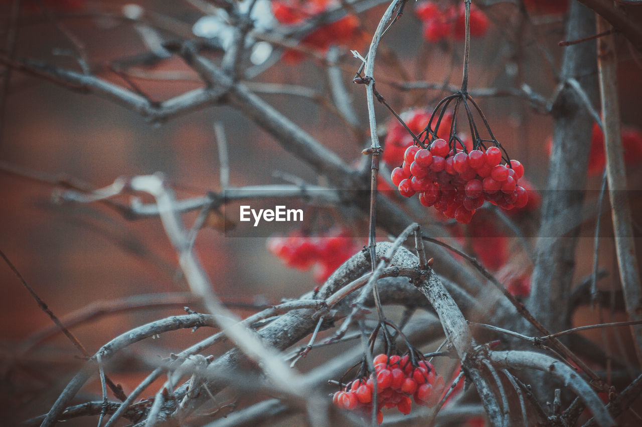 Close-up of red currants on tree