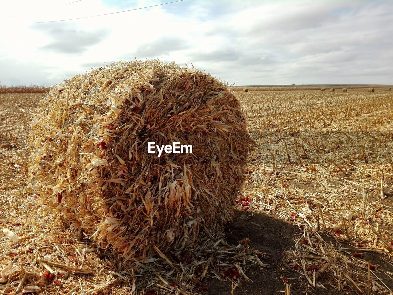 HAY BALES IN FIELD