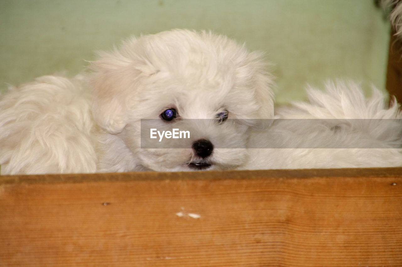CLOSE-UP PORTRAIT OF WHITE DOG