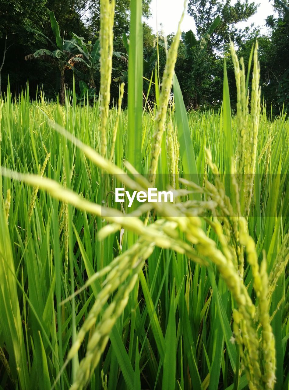 Close-up of grass growing in field