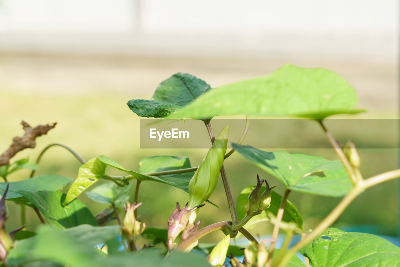 CLOSE-UP OF GREEN LEAVES ON PLANT OUTDOORS