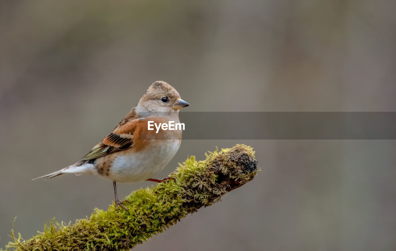 close-up of bird perching on twig