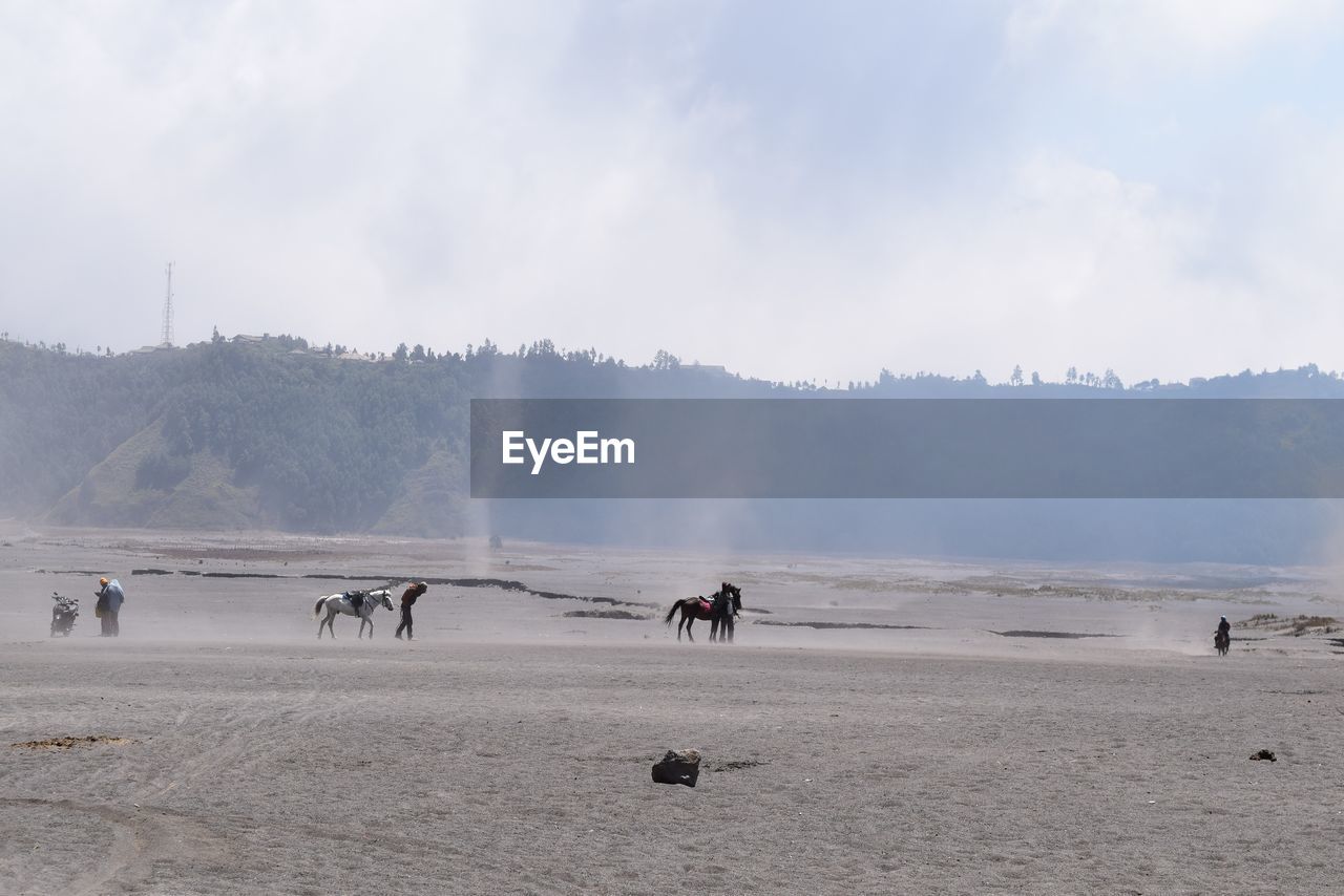 VIEW OF HORSES ON THE LAND