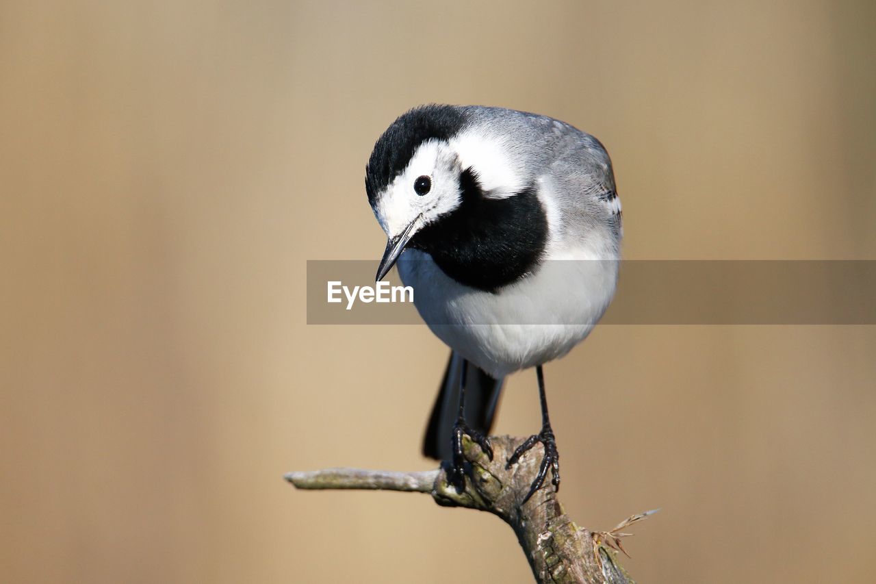 Close up portrait of wagtail perching on a branch. full focus on the bird.