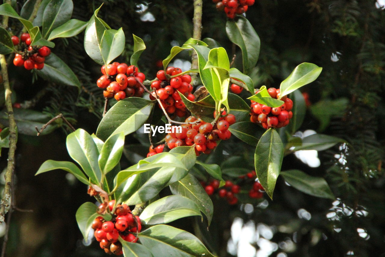 Red berries growing on plant