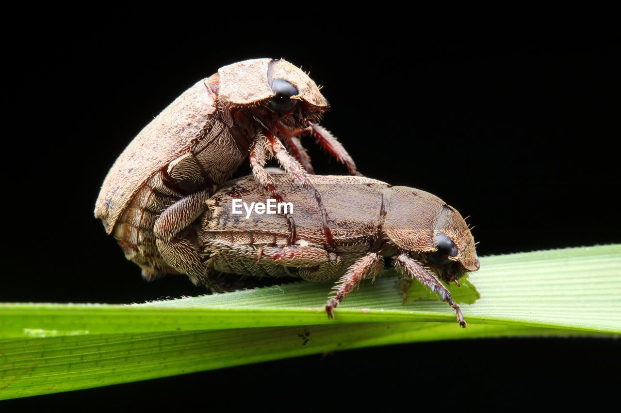 CLOSE-UP OF INSECT ON LEAF