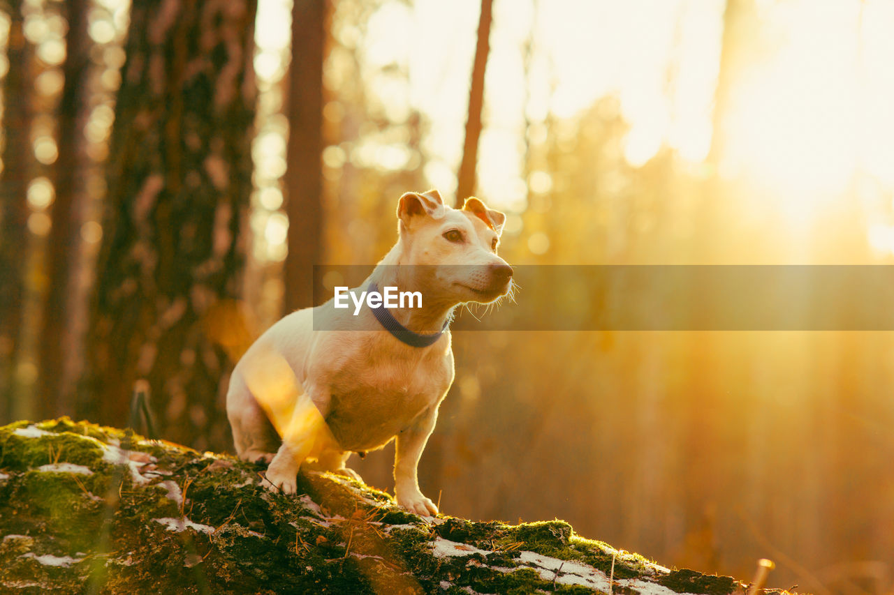 Beautiful dog jack russell walks in the autumn fores