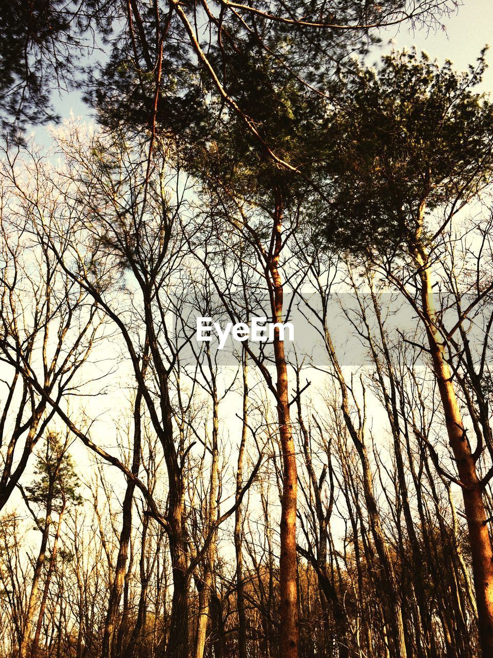 Low angle view of trees in forest